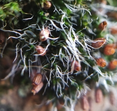 Grimmia pulvinata