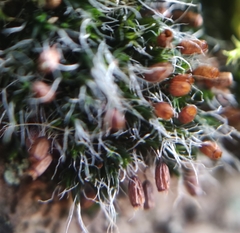 Grimmia pulvinata