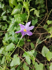 Solanum trilobatum