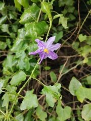 Solanum trilobatum