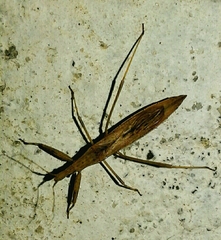 Sastrapada baerensprungi