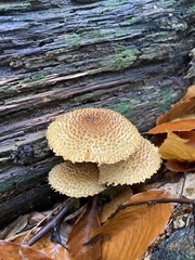 Leucopholiota