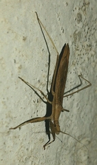 Sastrapada baerensprungi