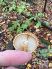 Leucopholiota