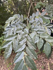 Pterocarpus indicus