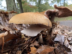 Agaricus nanaugustus