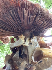 Agaricus nanaugustus