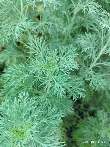 Aurone