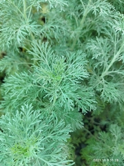 Artemisia abrotanum