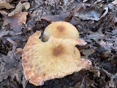 Agaricus nanaugustus