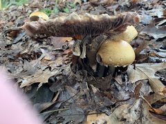 Agaricus nanaugustus