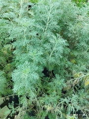 Artemisia abrotanum