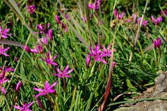 Hesperantha oligantha