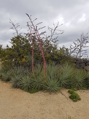 Puya coerulea