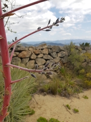 Puya coerulea