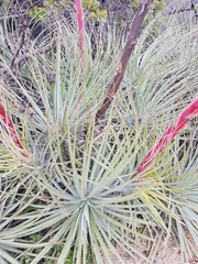 Puya coerulea