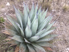 Agave applanata