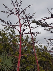 Puya coerulea