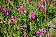 Hesperantha oligantha