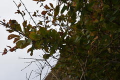 Berberis amurensis