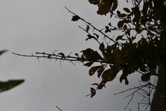 Berberis amurensis