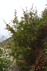 Berberis amurensis