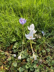 Crocus speciosus