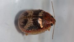 Paropsisterna laesa