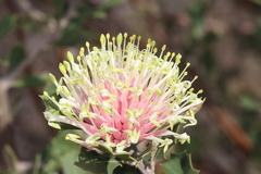 Banksia cuneata