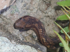 Alsophis rufiventris