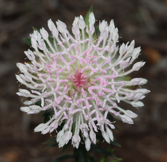 Pimelea spectabilis