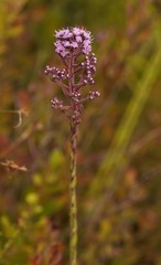 Carphephorus paniculatus