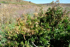 Nidorella ivifolia