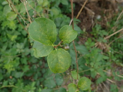 Celastrus orbiculatus