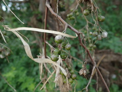 Celastrus orbiculatus