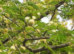 Albizia amara