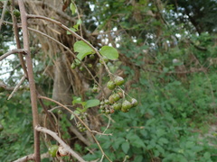 Celastrus orbiculatus