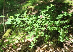 Lathyrus roseus