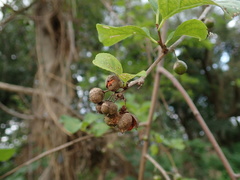 Celastrus orbiculatus