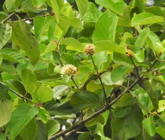 Mitragyna parvifolia