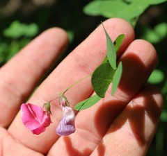Lathyrus roseus
