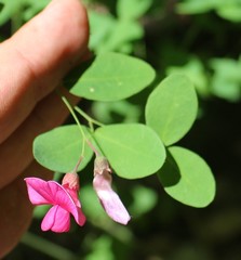 Lathyrus roseus