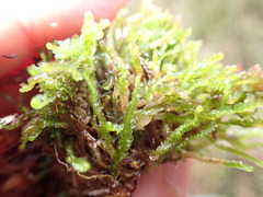 Odontoschisma sphagni