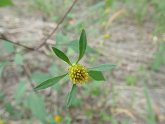 Bidens
