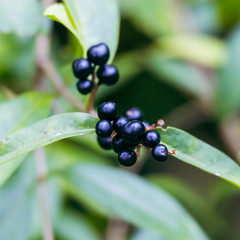 Ligustrum vulgare