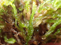 Odontoschisma sphagni