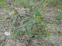 Bidens