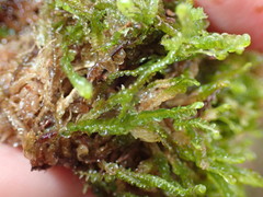 Odontoschisma sphagni