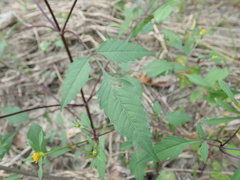 Bidens