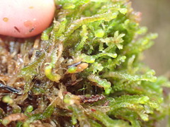 Odontoschisma sphagni